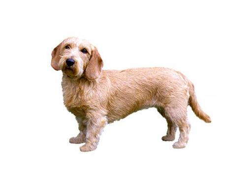 Basset Fauve de Bretagne Dog Breed Information Purina